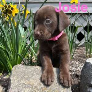 Josie, Chocolate Labrador Retriever Puppy